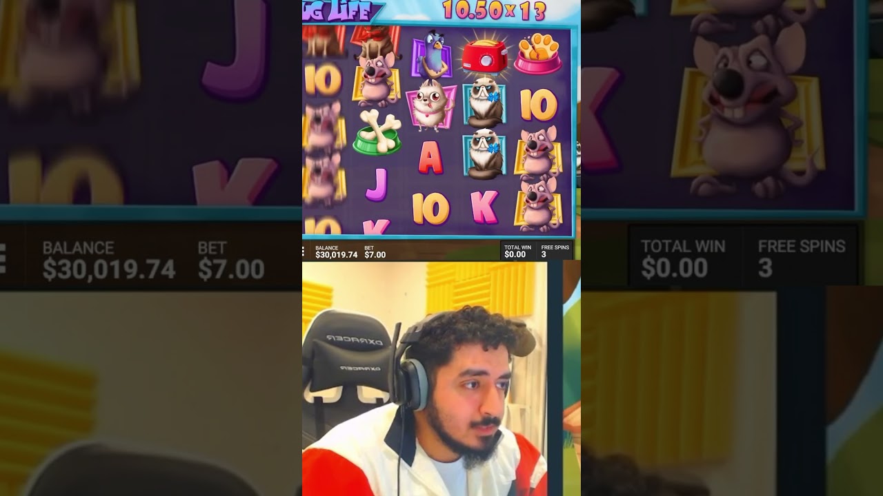 pug life BIG WIN win slot biggest bigwin casino ayezee gaming wins Video