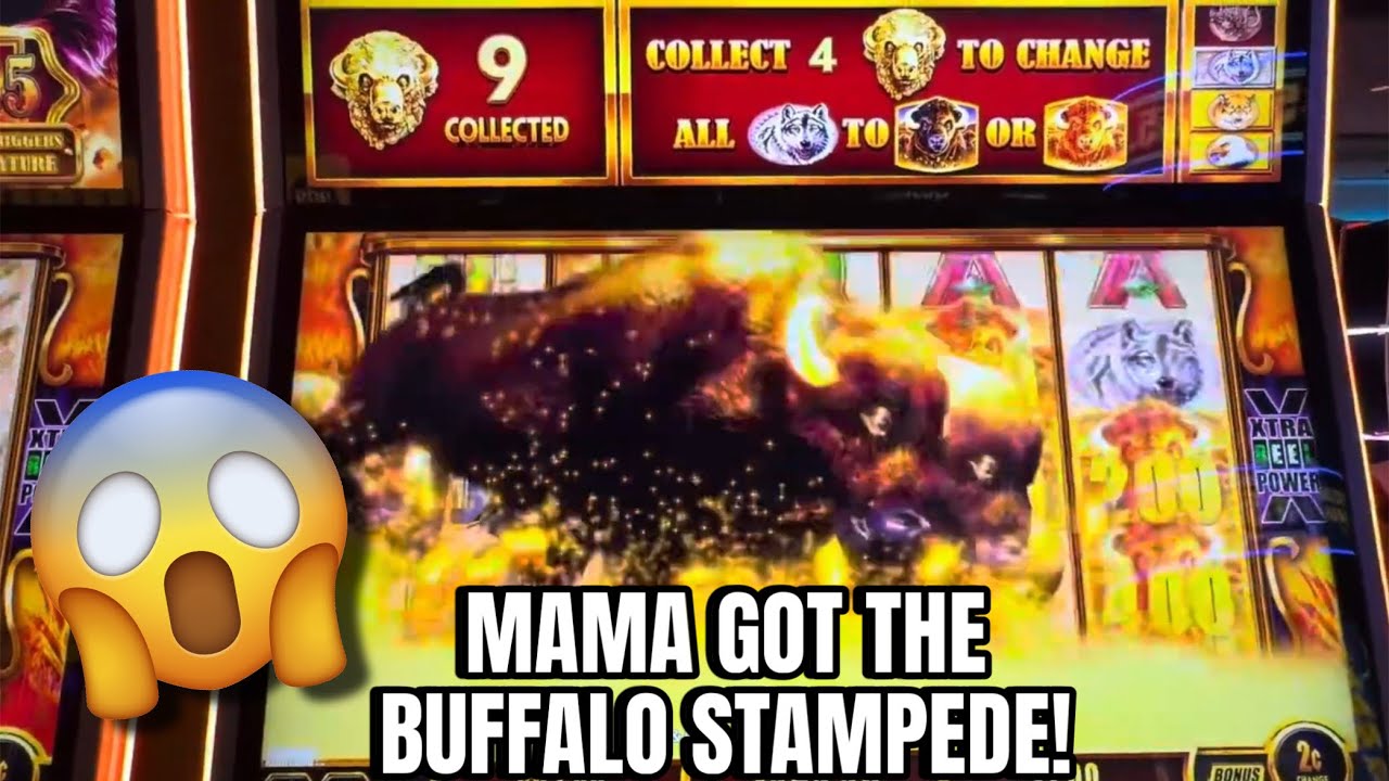 Mama got the BUFFALO STAMPEDE & a BIG WIN on Buffalo Gold Cash Collection slotmachine yaamava Video