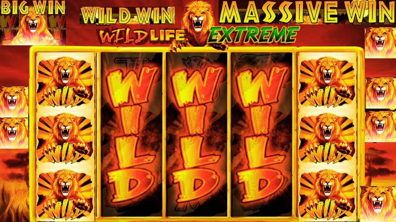 HUGE BIG WIN SLOT on Wild Life Extreme | BONUS & FREE SPINS JACKPOT! Video