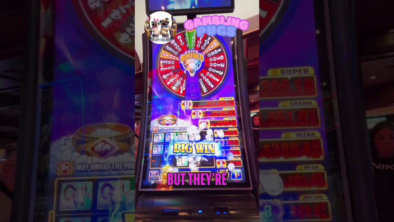 WIN! Gambling Pugs Strikes Again! Super Buffalo slot machine Video