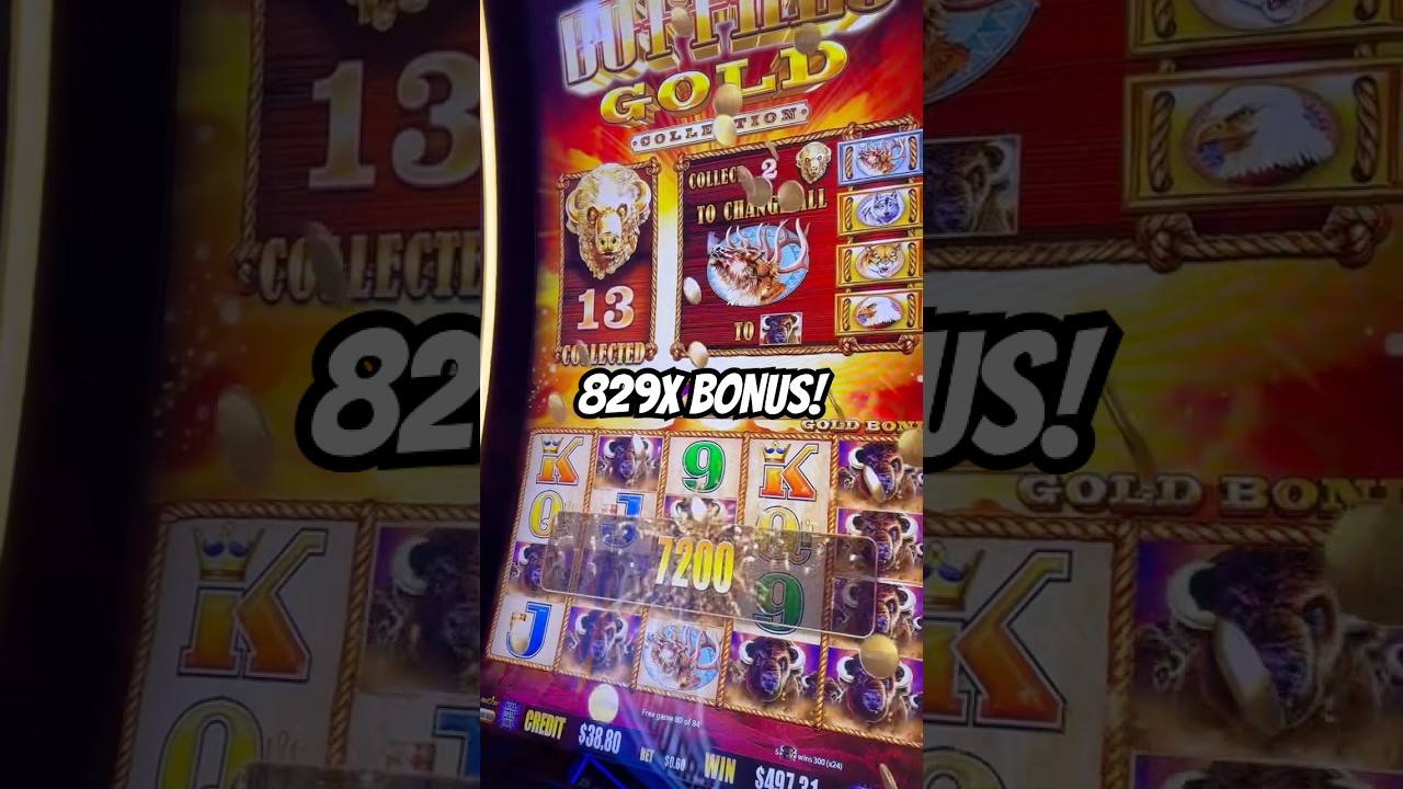 Buffalooooo!!! Gold Heads BIG WIN! slots shorts Video